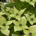 Cornus kousa 'Milky Way'