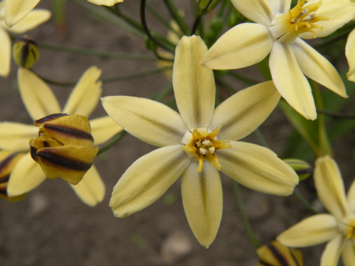 Triteleia ixioides 'Starlight'