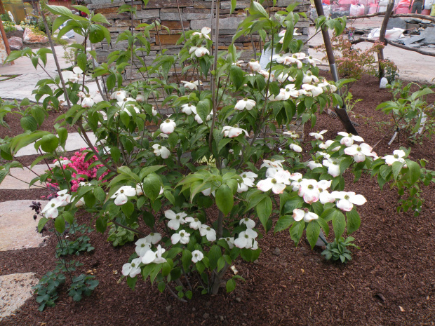 Cornus 'Stellar Pink'