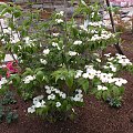 Cornus 'Stellar Pink'