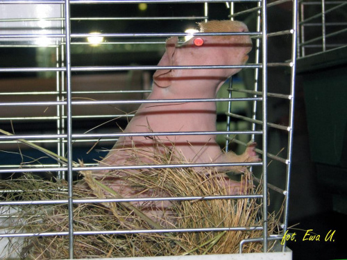 pierwszy raz widziałam świnkę bez sierści (nie licząc tej kępki na nosie) osobiście wolę futrzaki, a takiego udziwniania nie rozumiem i nie popieram #targi #zoobotanika #zwierzęta #hobby #wrocław