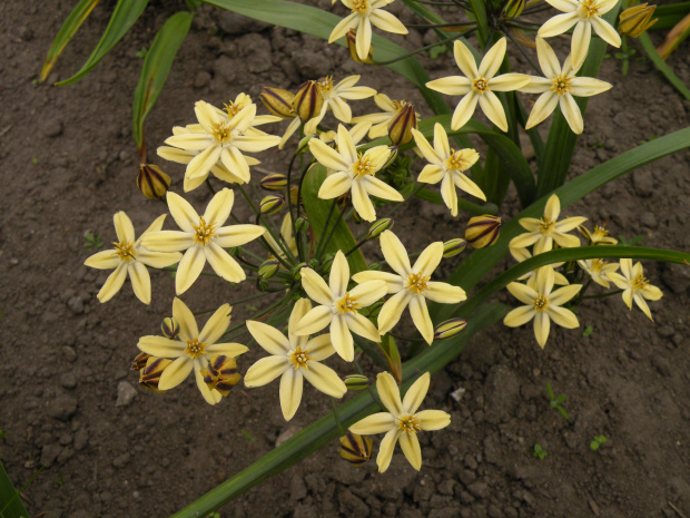 Triteleia ixioides 'Starlight'