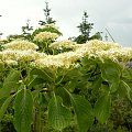 Cornus controversa 'Pagoda'