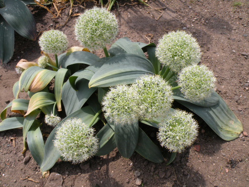 Allium 'Ivory Queen'