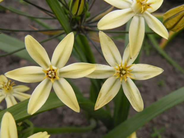 Triteleia ixioides 'Starlight'