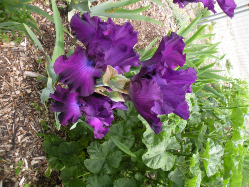 Iris 'Royalist' TB