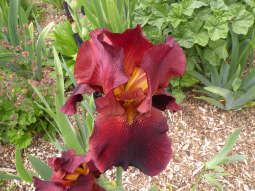 Iris 'Dutch Chocolate' TB