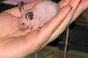 ciekawe co jeszcze pozbawią owłosienia #targi #zoobotanika #zwierzęta #hobby #wrocław