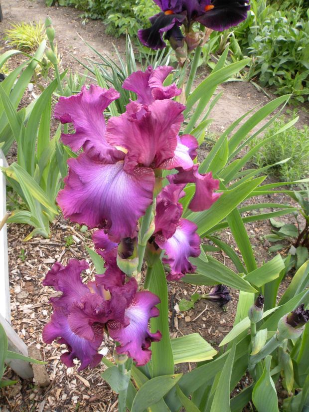 Iris 'Rosette Wine' TB