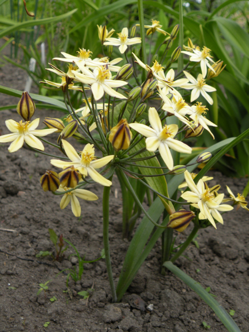 Triteleia ixioides 'Starlight'