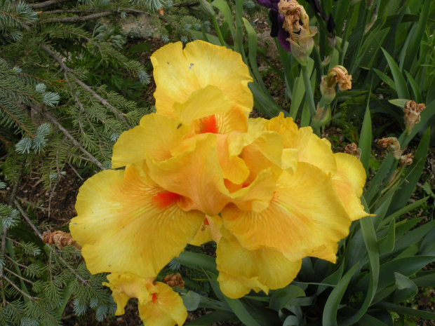 Iris 'Sunny Dawn' IB