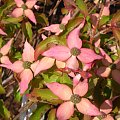 Cornus kousa 'Beni Fuji'