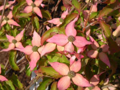 Cornus kousa 'Beni Fuji'