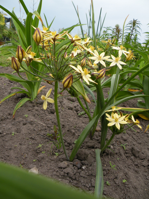 Triteleia ixioides 'Starlight'