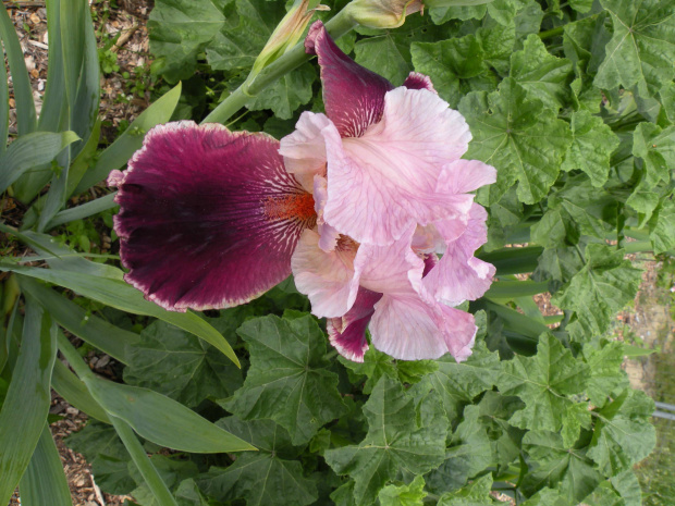 Iris 'Latin Lover' TB