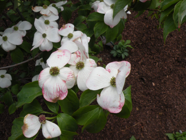 Cornus 'Stellar Pink'