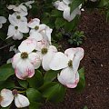 Cornus 'Stellar Pink'