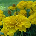 Dzieńdobry! Od dzisiaj nie ma mnie trzy dni. #kwiatki #kwiaty #makro #żółte