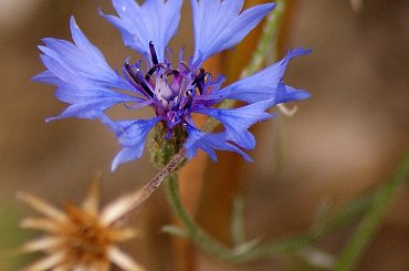 różne różności ... #WPolu #chabry #makro #kwiaty