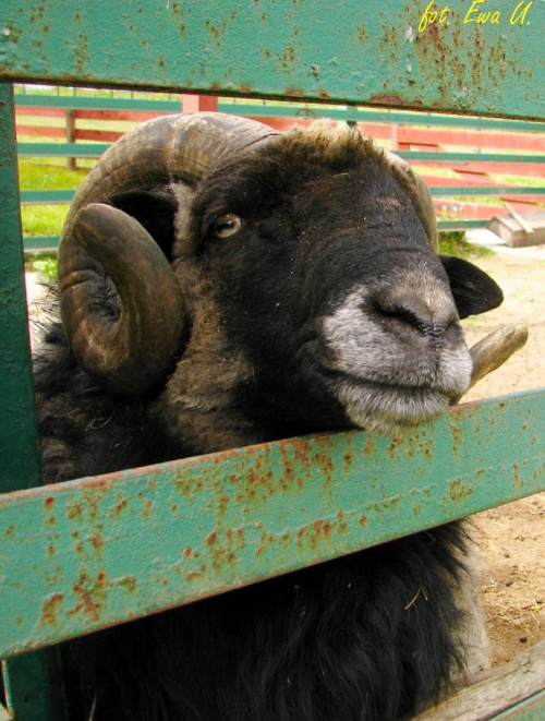 daj coś dobrego #farma #agroturystyka #Smolec #kozy #owce