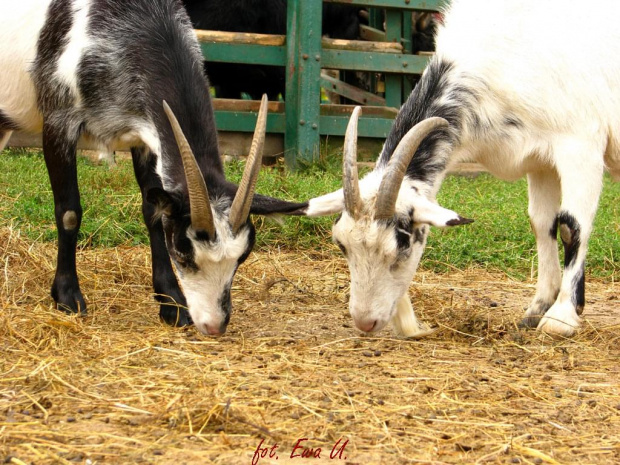farma agroturystyczna #farma #agroturystyka #Smolec #kozy #owce