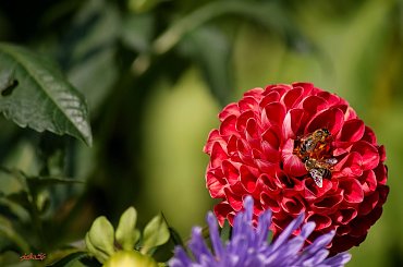 z ogródka ... **** (ulub. an00shka) #dalie #kwiaty #ogród #owady #pszczoły