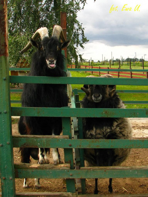 dwóch facetów na emigracji :) #farma #agroturystyka #Smolec #kozy #owce