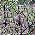 Rudzik zwyczajny, rudzik, raszka (Erithacus rubecula)
