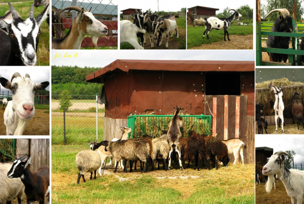 farma agroturystyczna, parę kilometrów od Wrocka na granicy Smolca #farma #agroturystyka #Smolec #kozy #owce