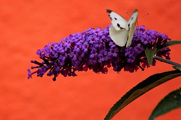 z ogródka ... #ogród #kwiaty #owady #makro #motyle #budleja