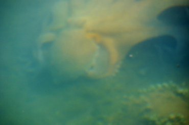 ośmiornica pływająca w zatoce #ZabytkiRethimnonu #Kreta #plaże #fontanny