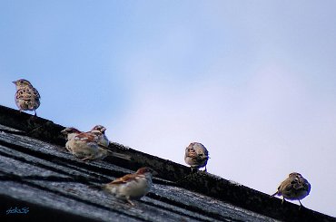 dzień dobry ... :))) #ptaki #wróble #wieś #Chomiąża