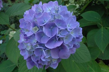 Dzieńdobry z rana Wam :-) #makro #kwiat #kwiaty #niebieskie #ZBliska