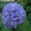 Dzieńdobry z rana Wam :-) #makro #kwiat #kwiaty #niebieskie #ZBliska