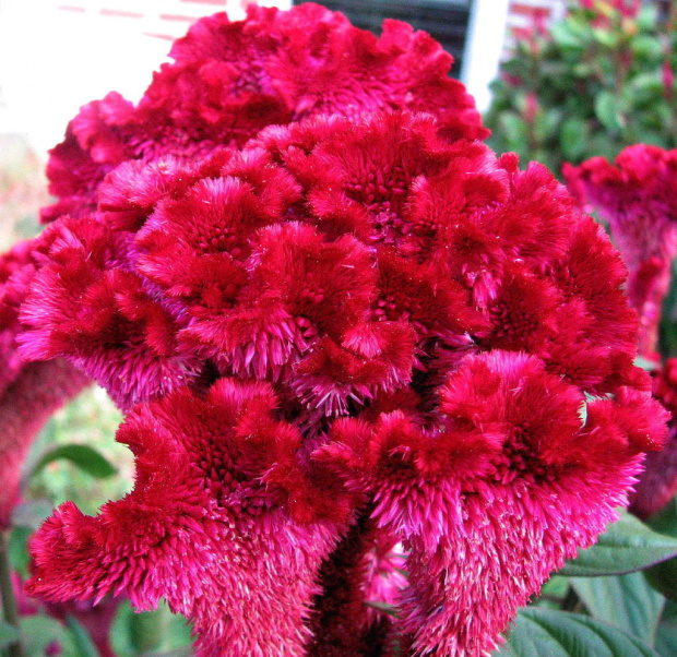 Celozja grzebieniasta (Celosia argentea cristata) #wiewiorka #owoce