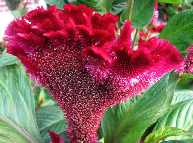 Celozja grzebieniasta (Celosia argentea cristata) #wiewiorka #owoce