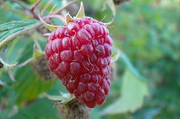 Smacznego spania życzę ;-) #malina #owoc #pyszne #makro