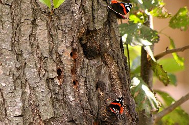 motylki ... :)) **** (ulub. mroweczka7777) **** #owady #motyle #NadWodą