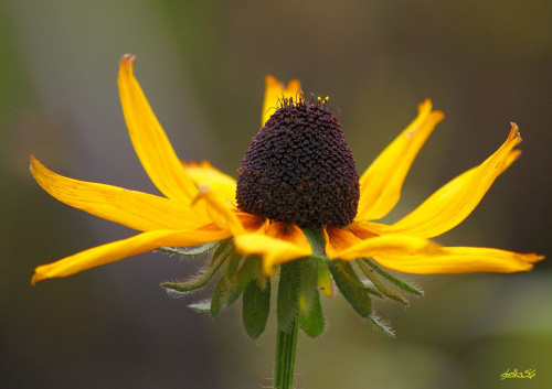 z ogródka c.d. ... :)) #kwiaty #ogród #makro #rudbekie