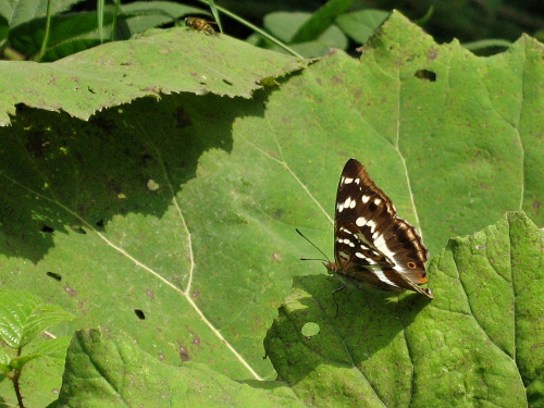 z bieszczadzkich szlaków- mieniak tęczowiec (niestety siedział dość daleko i tylko z zoomem mogłam go pstryknąć) #natura #motyle #MieniakTęczowiec