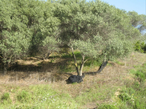 miejscowość Koleni przepiękne gaiki oliwne - pod drzewkami umieszczono siatki do zboru oliwek w pażdzierniku #Kreta #GaikiOliwne #wyspa #Koleni