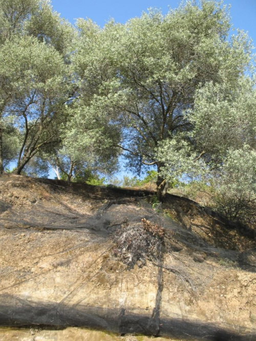 miejscowość Koleni przepiękne gaiki oliwne - pod drzewkami umieszczono siatki do zboru oliwek w pażdzierniku #Kreta #GaikiOliwne #wyspa #Koleni