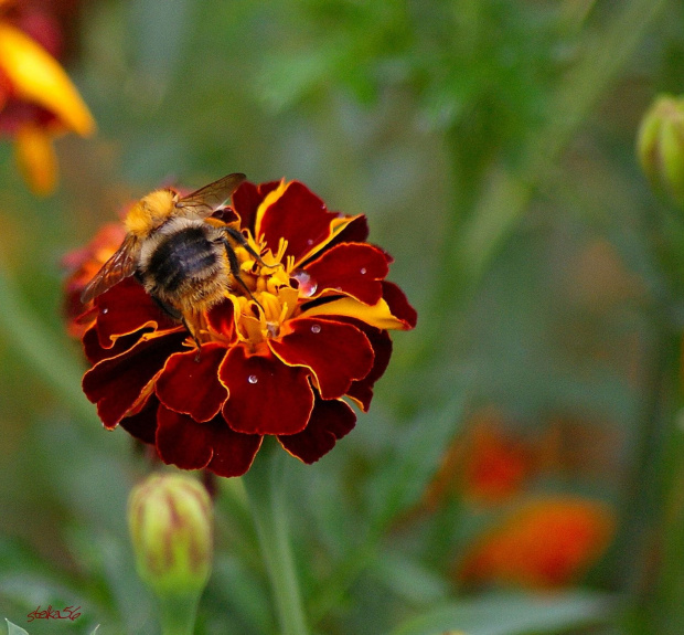 takie z ogródka ... dla Was (ja też mam mało czasu, mam teraz gości, a najgorsze w tym wszystkim jest to, że matula się rozchorowała) ... pozdrawiam wszystkich ... :) #ogród #kwiaty #owady #makro #pszczoły