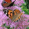 motyl