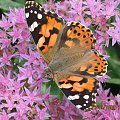 motyl