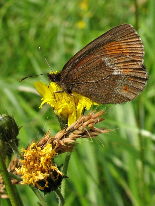 przy bieszczadzkich szlakach #góry #Bieszczady #motyl #natura #GórówkaBoruta