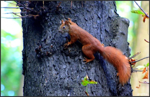 szybko szybko żołędzia schowała i na drzewo uciekła :) #wiewiórka #ssaki #zwierzęta