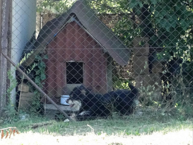 u sąsiada ino biega i ino szczeka...