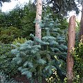 Cunninghamia lanceolata 'Glauca'