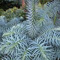 Cunninghamia lanceolata 'Glauca'